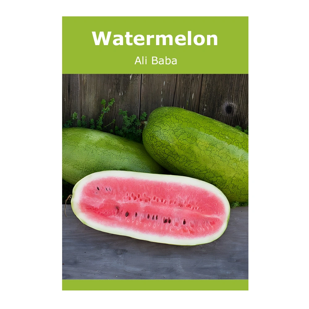 Watermelon Ali Baba 1 Watermelon Ali Baba
