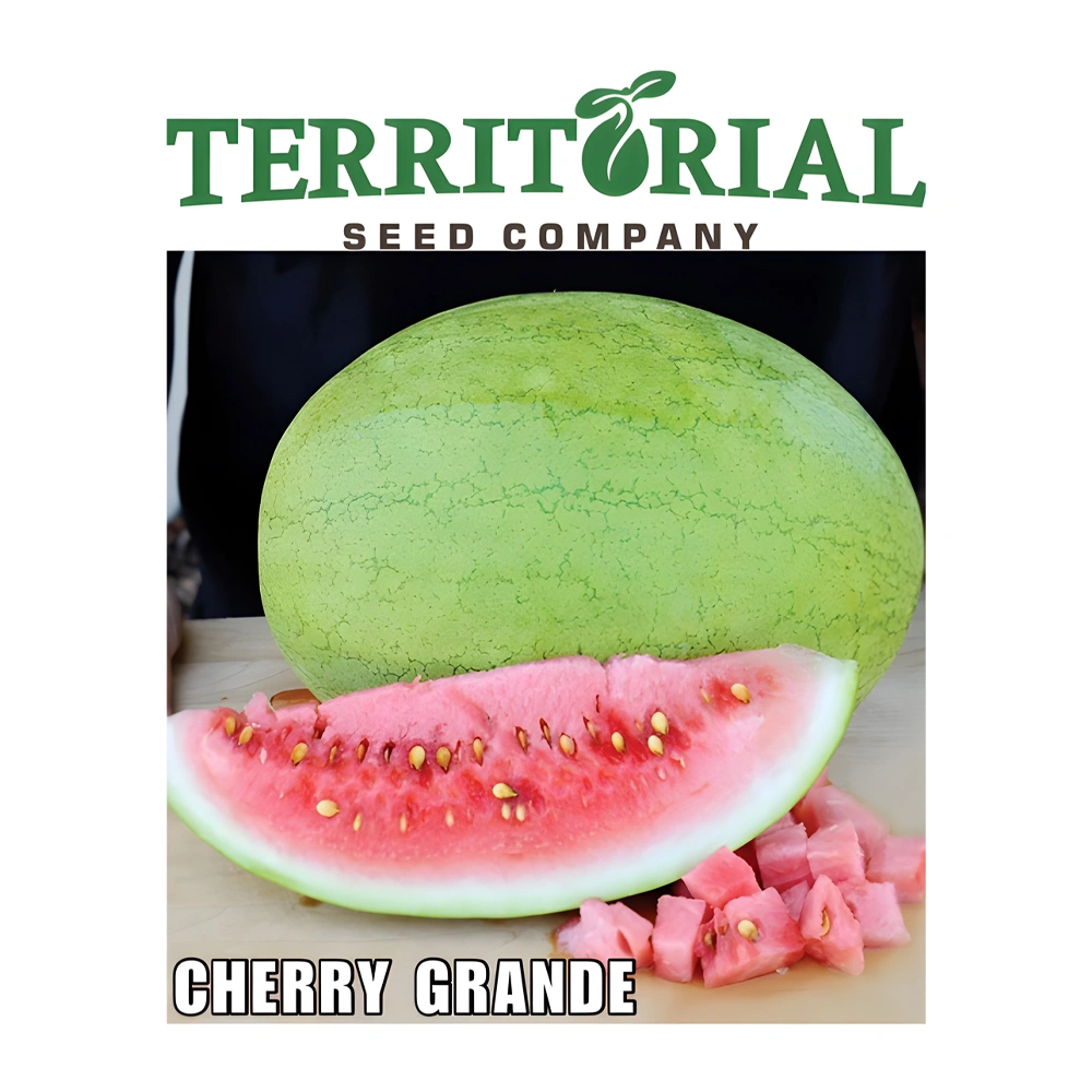 Watermelon Cherry Grand F1 1 Watermelon Cherry Grand F1