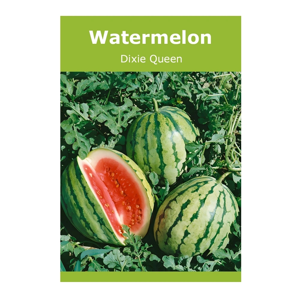 Watermelon Dixie Queen