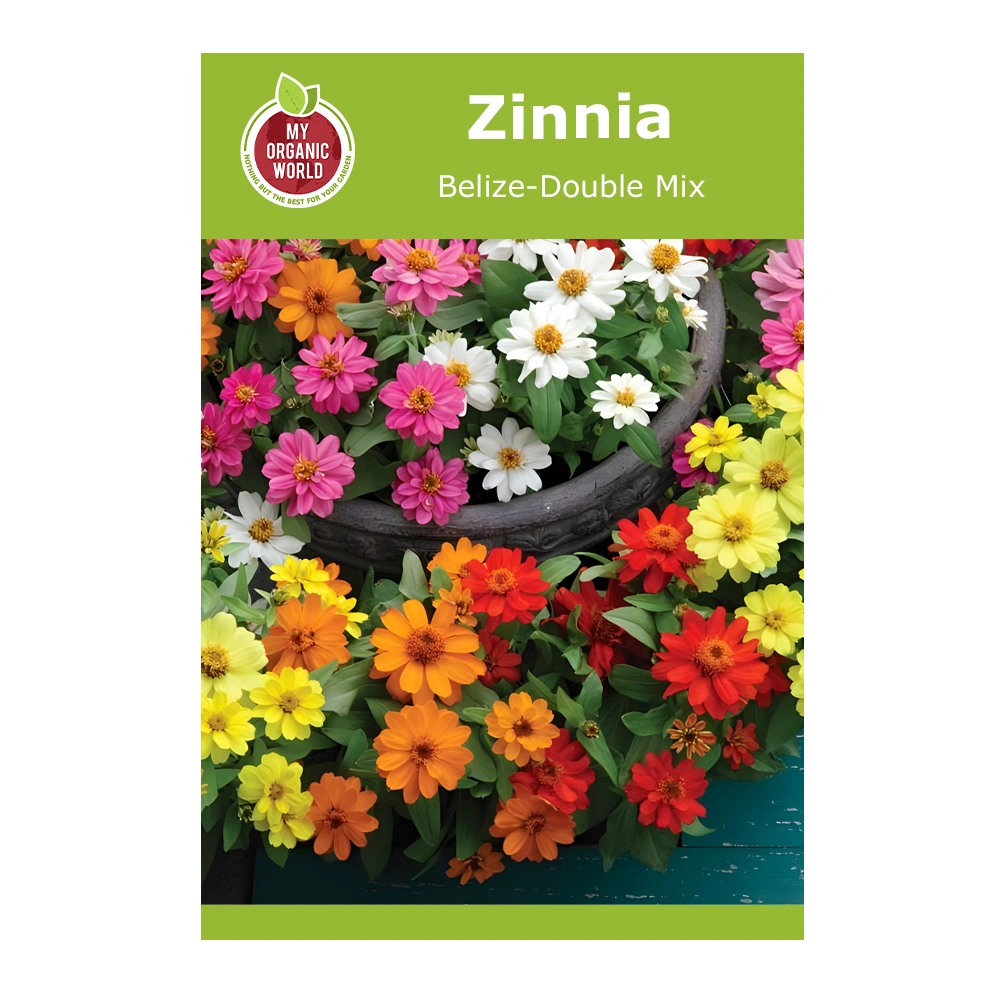 Zinnia Belize-Double Mix