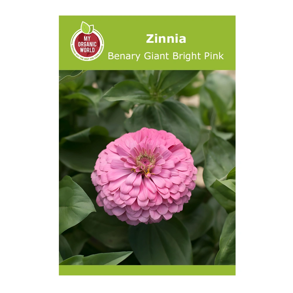 Zinnia Benary Giant Bright Pink 1 Zinnia Benary Giant Bright Pink seeds