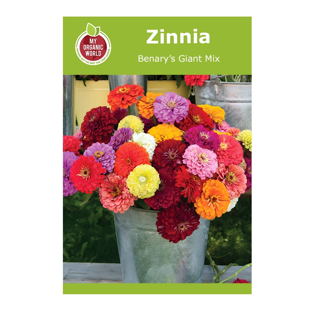 Zinnia Benary’s Giant Mix