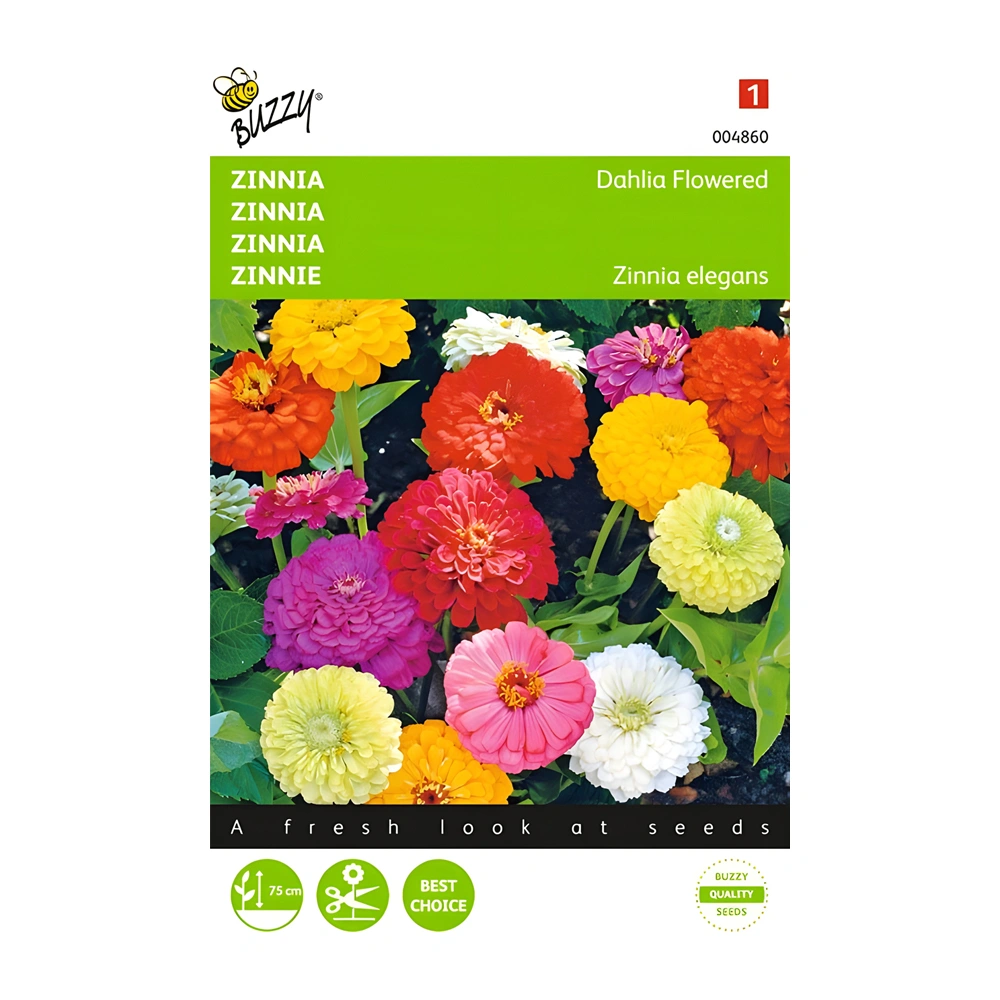 Zinnia Dahlia Flowered Double Mixed 1 Zinnia Dahlia Flowered Double Mixed