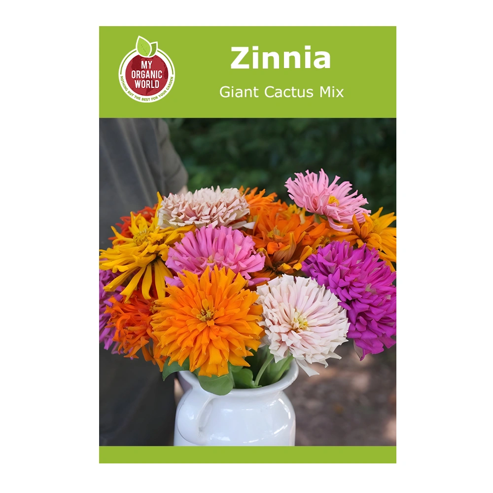 Zinnia Giant Cactus Mix 1 Zinnia Giant Cactus Mix