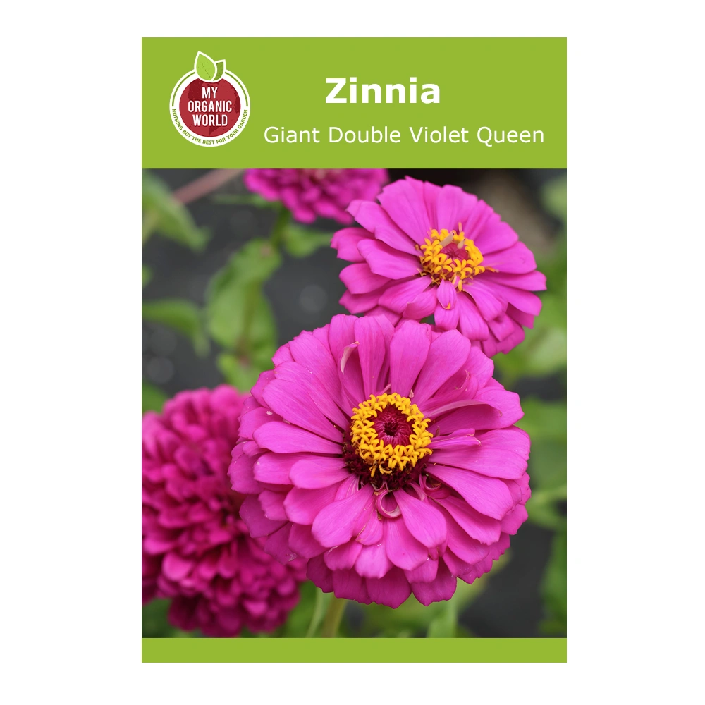 Zinnia Giant Double Violet Queen seeds