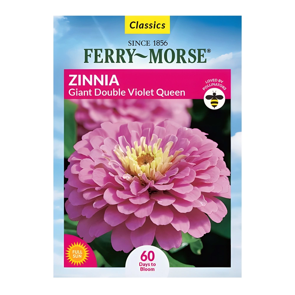Zinnia Giant Double Violet Queen 1 Zinnia Giant Double Violet Queen