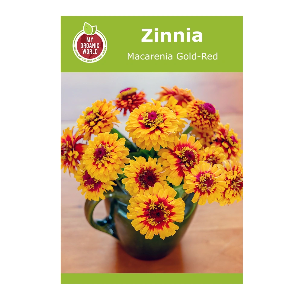 Zinnia Macarenia Gold-Red 1 Zinnia Macarenia Gold-Red