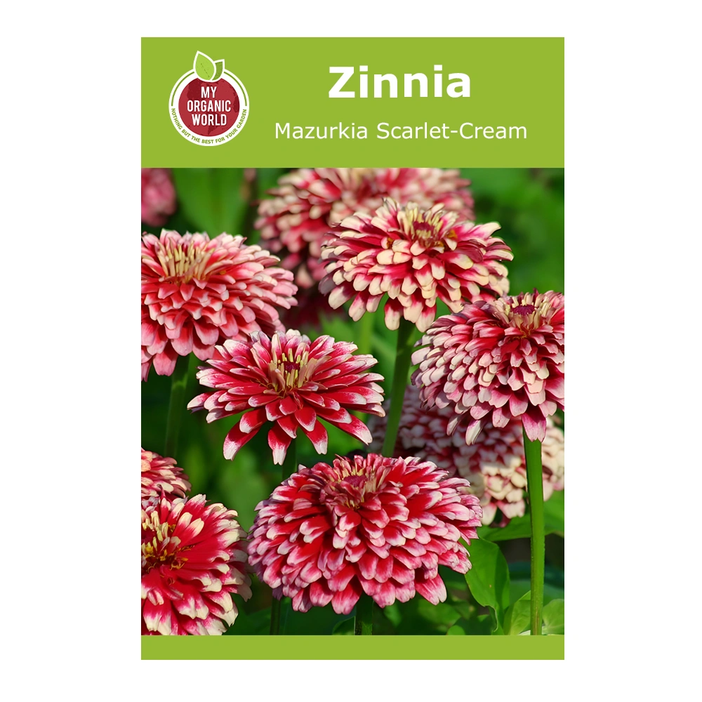 Zinnia Mazurkia Scarlet-Cream