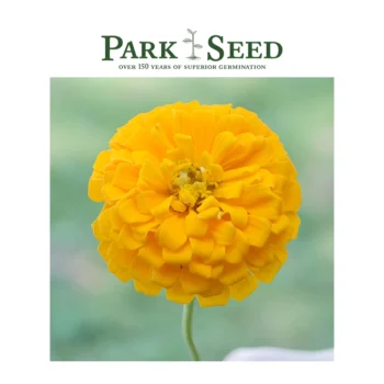 Zinnia Park’s Picks Yellow