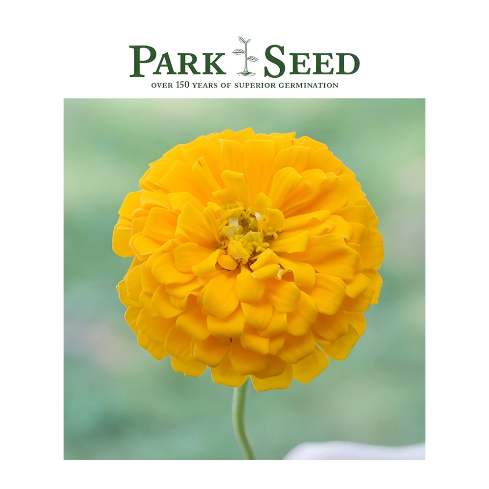 Zinnia Park’s Picks Yellow 1 Zinnia Park’s Picks Yellow