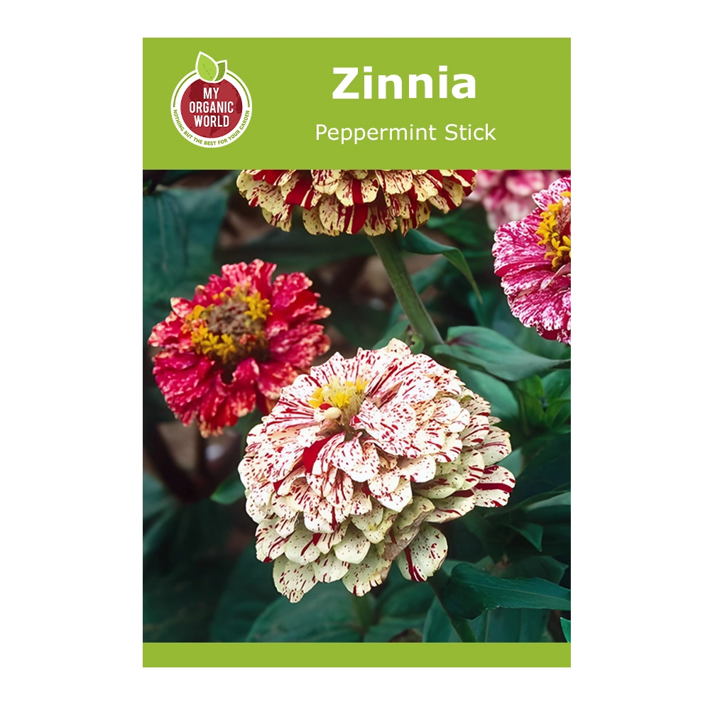 Zinnia Peppermint Stick