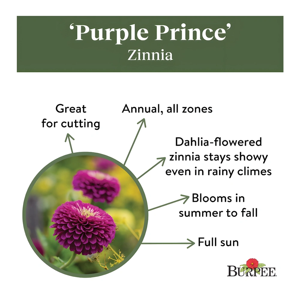 Zinnia Purple Prince seeds