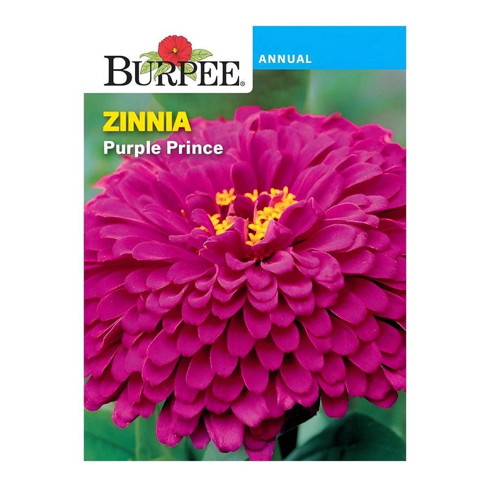Zinnia Purple Prince seeds