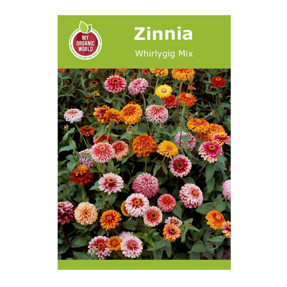 Zinnia Whirlygig Mix 1 Zinnia Whirlygig Mix