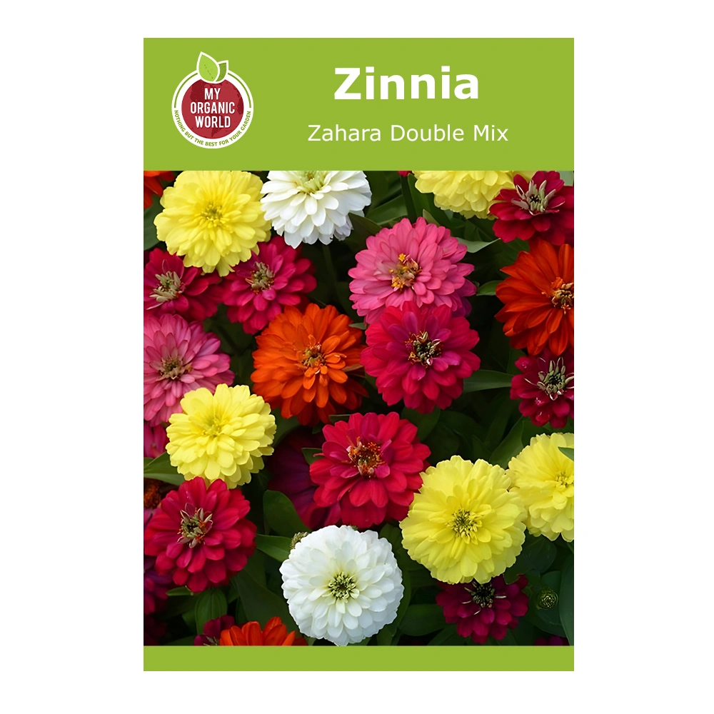 Zinnia Zahara Double Mix