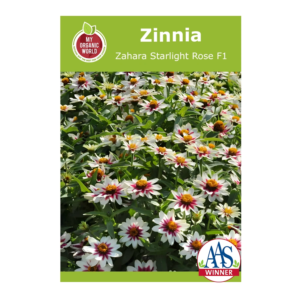 Zinnia Zahara Starlight Rose F1 1 Zinnia Zahara Starlight Rose F1