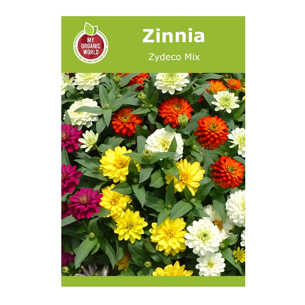 Zinnia Zydeco Mix 1 Zinnia Zydeco Mix