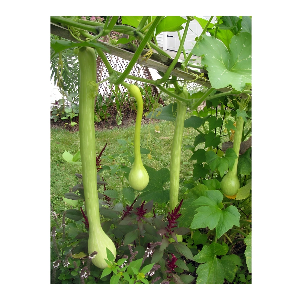 Zucchini Rampicante Squash seeds