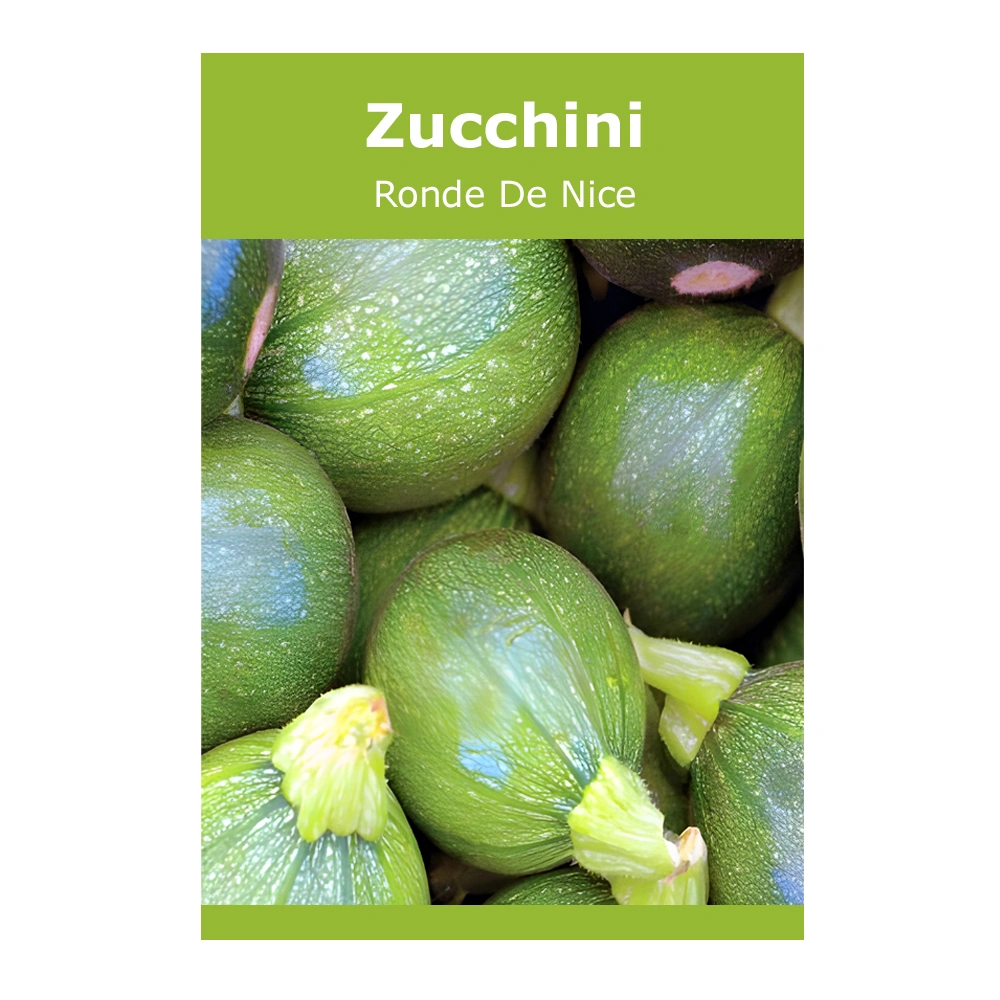 Zucchini Ronde De Nice 1 Zucchini Ronde De Nice