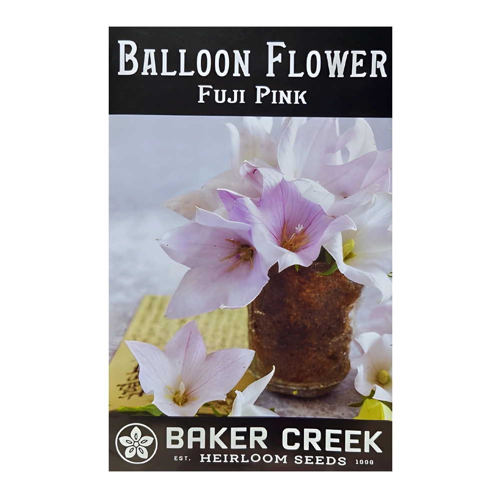 Balloon Flower Fuji Pink 1 alloon Flower Fuji Pink seeds