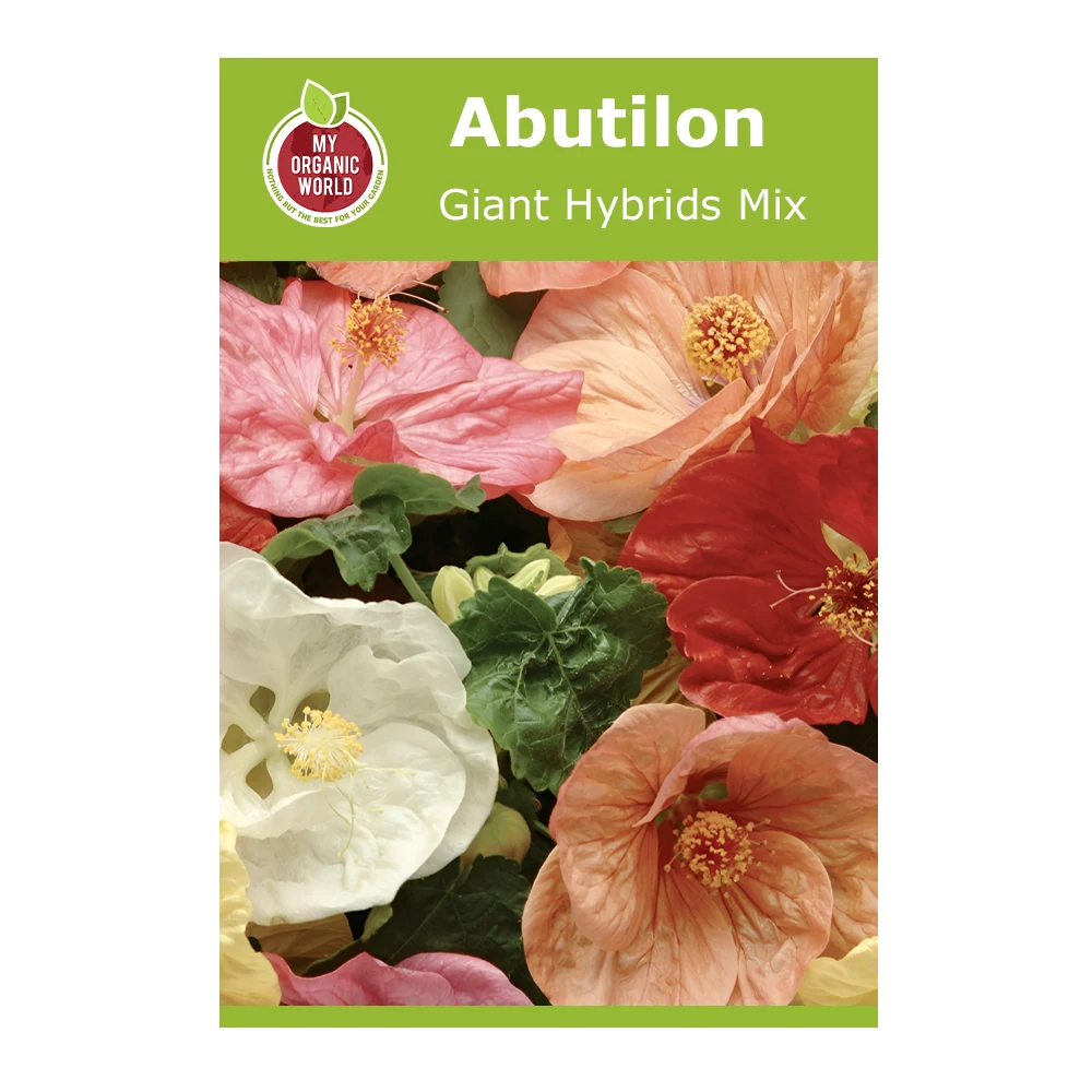 Abutilon Giant Hybrids Mix 1 Abutilon Giant Hybrids Mix