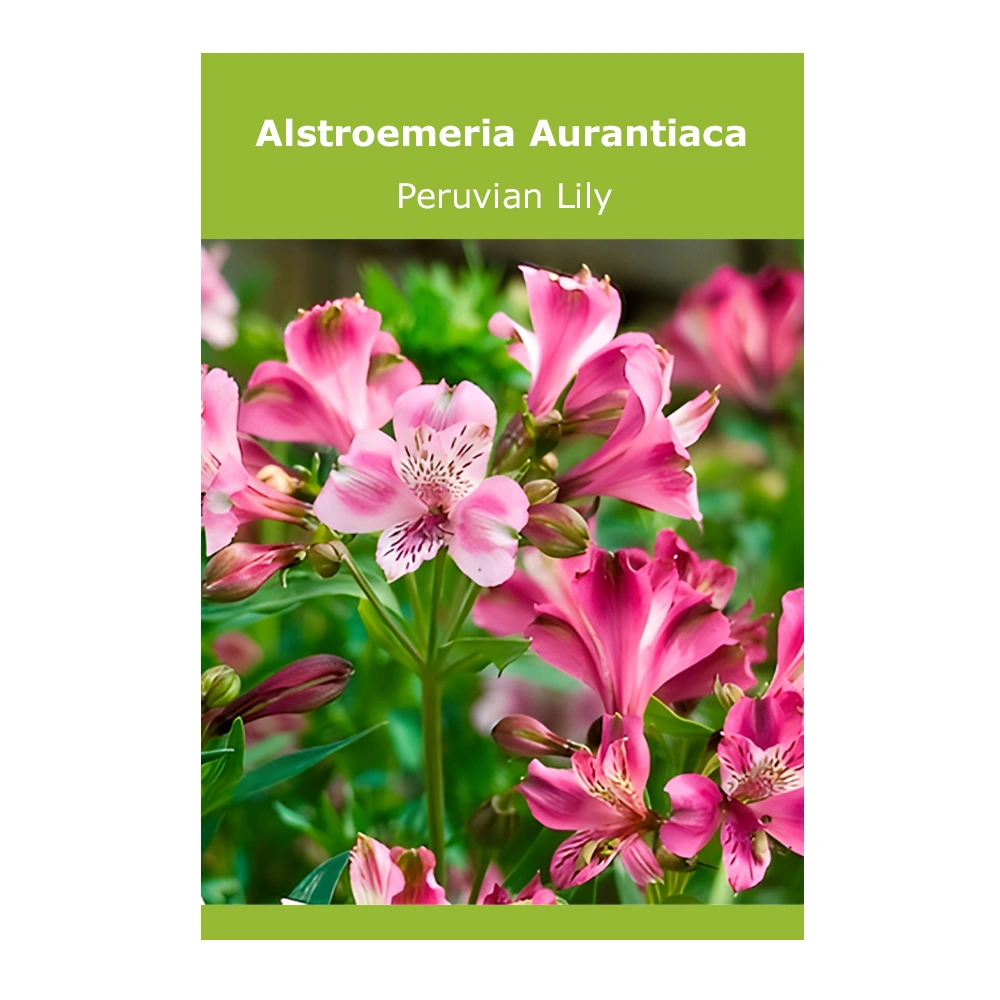 Alstroemeria Aurantiaca (QIS Devotion) Peruvian Lily