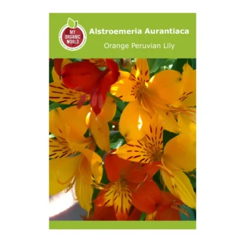 Alstroemeria aurantiaca (Orange Peruvian Lily)