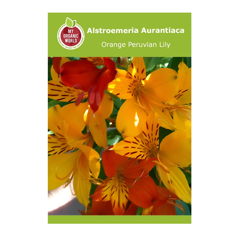 Alstroemeria aurantiaca (Orange Peruvian Lily)