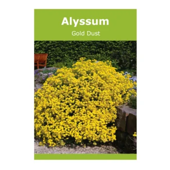Alyssum Gold Dust