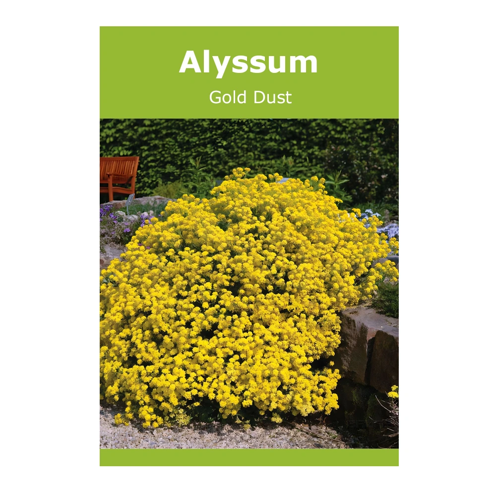 Alyssum Gold Dust 1 Alyssum Gold Dust