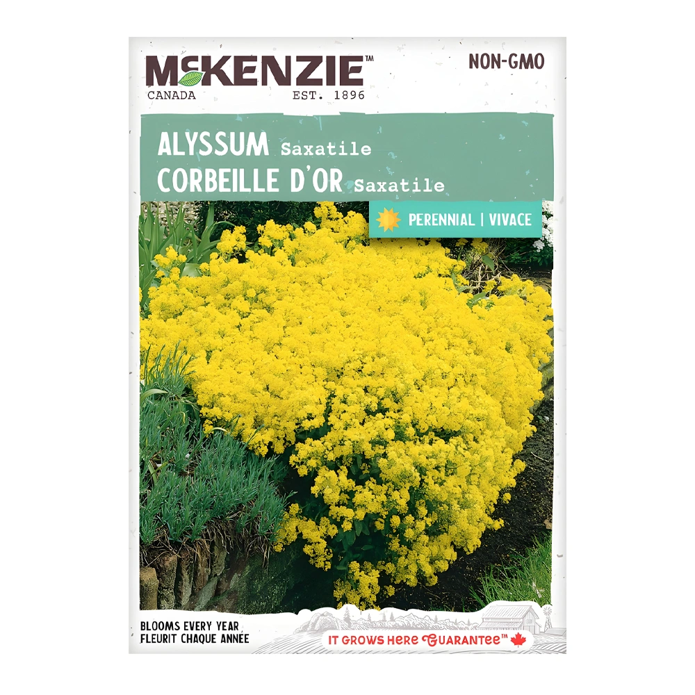 Alyssum Saxatile 1 Alyssum Saxatile