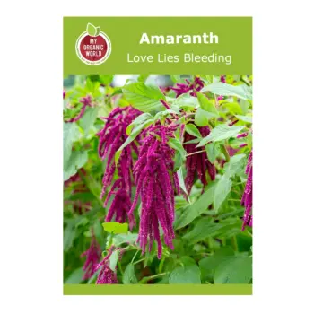 Amaranth Love Lies Bleeding