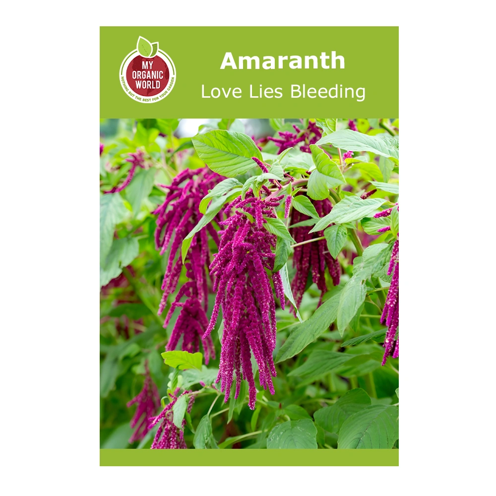 Amaranth Love Lies Bleeding 1 Amaranth Love Lies Bleeding