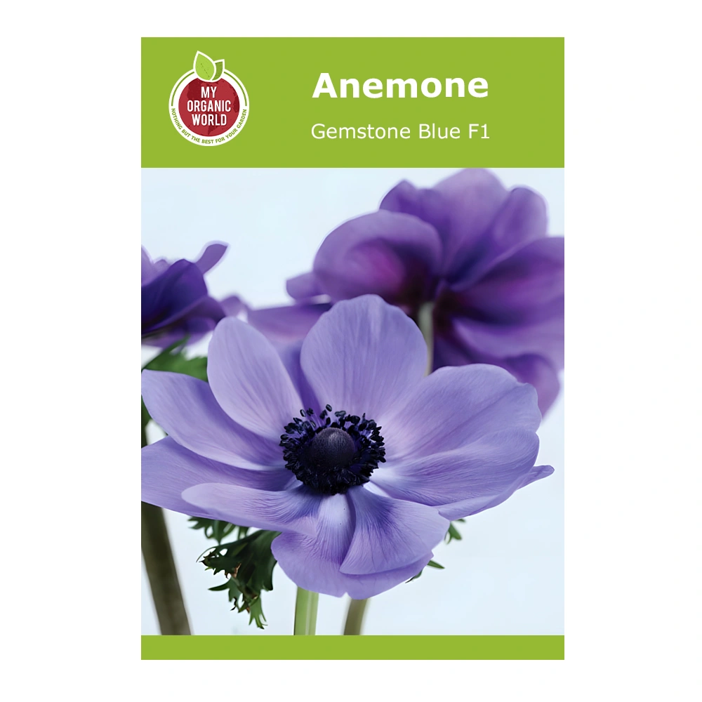 Anemone Gemstone Blue F1 1 Anemone Gemstone Blue F1