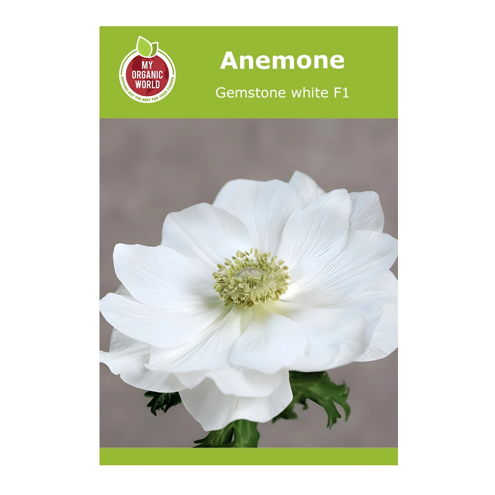 Anemone Gemstone white F1 1 Anemone Gemstone white F1