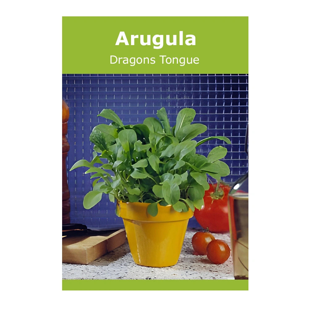 Arugula Dragons Tongue 1 Arugula Dragons Tongue