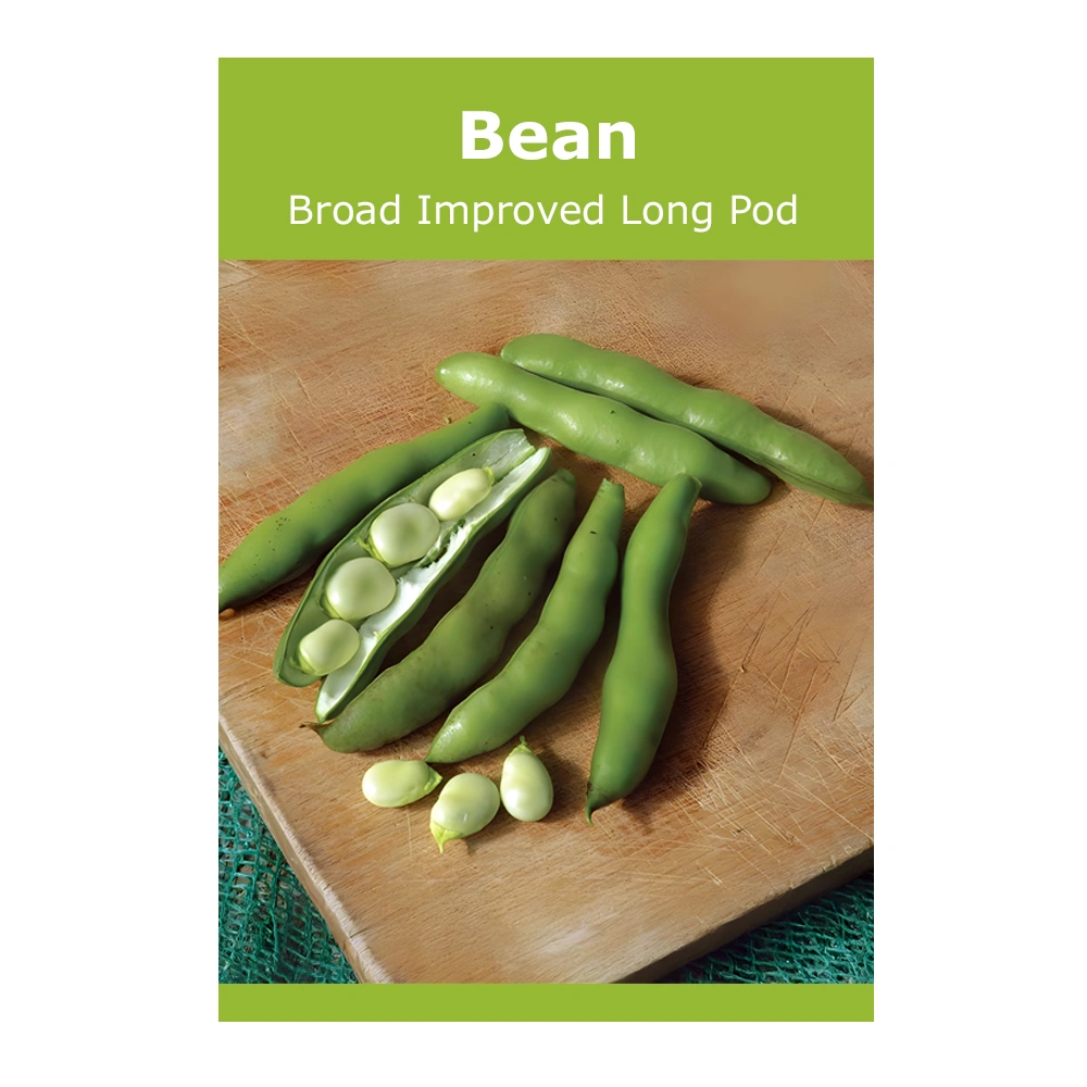 Bean Broad Improved Long Pod
