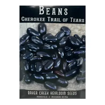 Bean Cherokee Trail of Tears