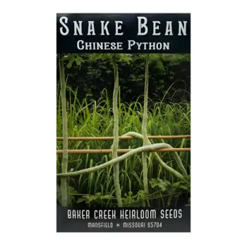 Bean Chinese Python Snake