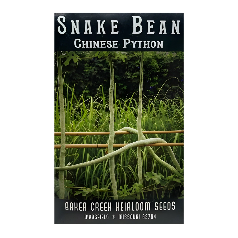 Bean Chinese Python Snake 1 Bean Chinese Python Snake