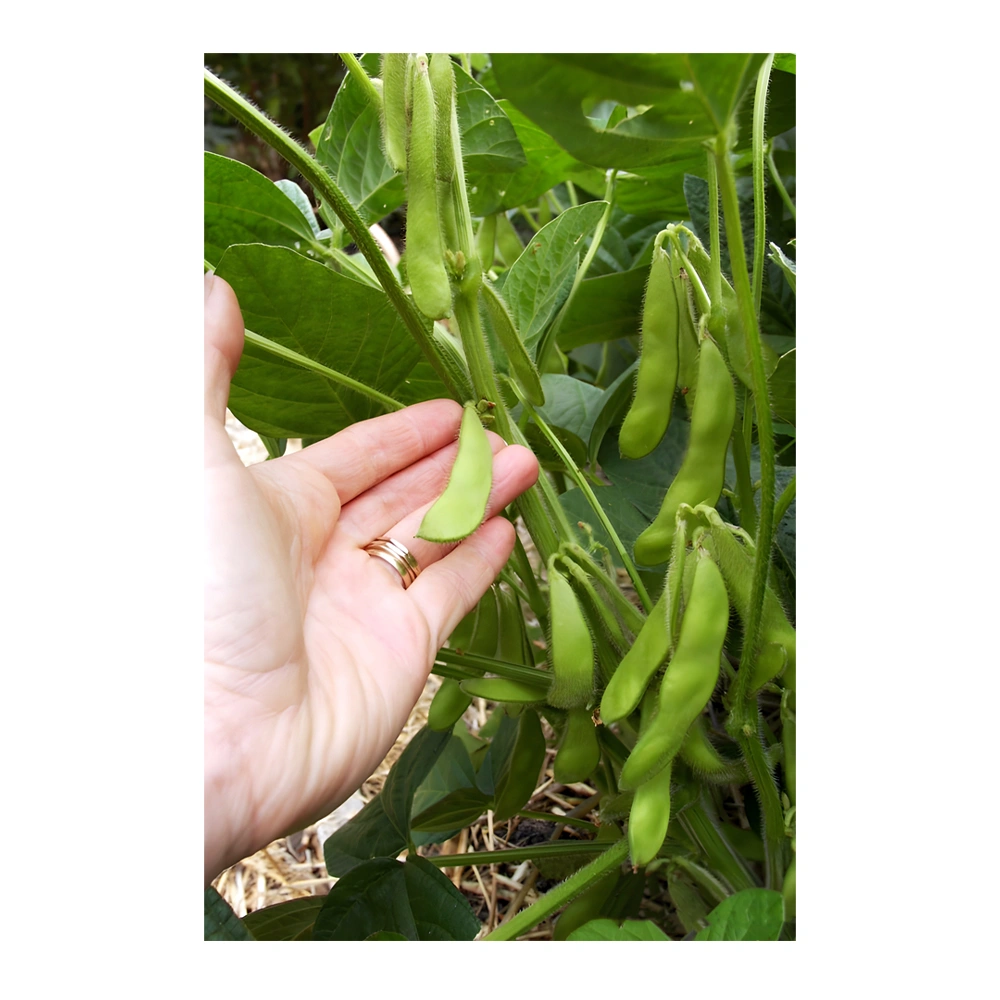 Bean Fresh Soy Beans (Edamame)