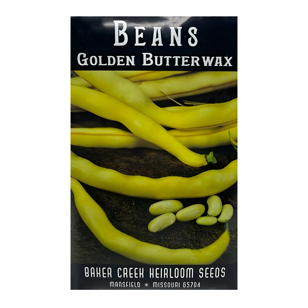 Bean Golden Butterwax 1 Bean Golden Butterwax