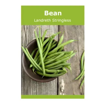 Bean Landreth Stringless