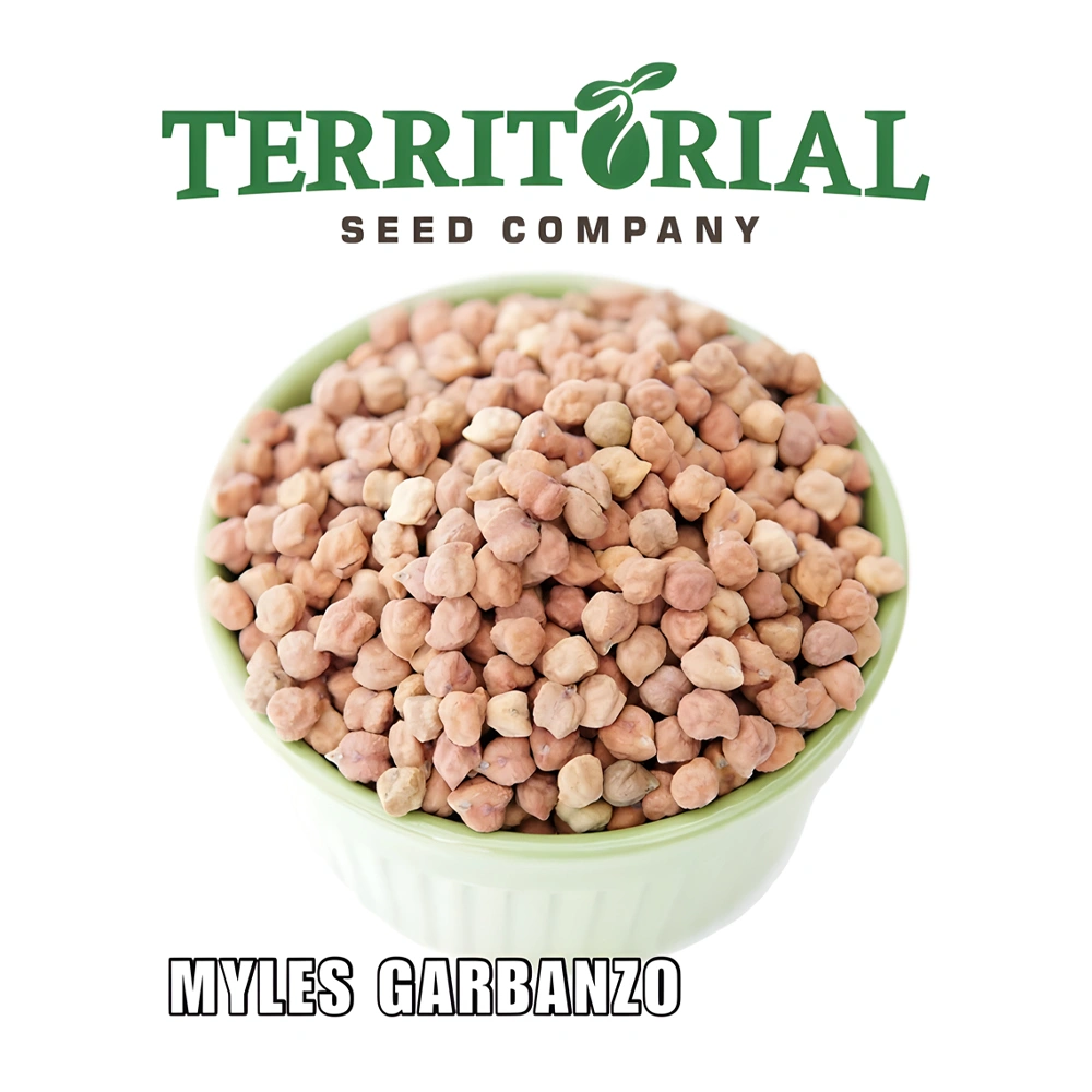 Bean Organic Myles Garbanzo Bush