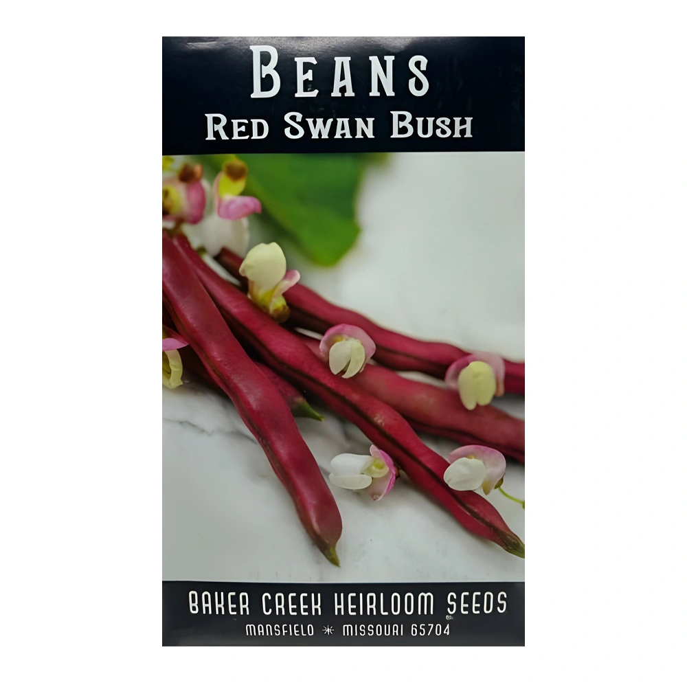 Bean Red Swan Bush 1 Bean Red Swan Bush