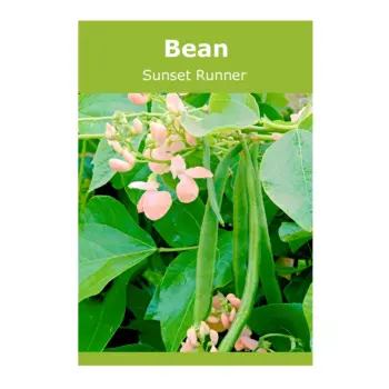 Bean Sunset Runner
