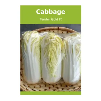 Cabbage Tender Gold F1