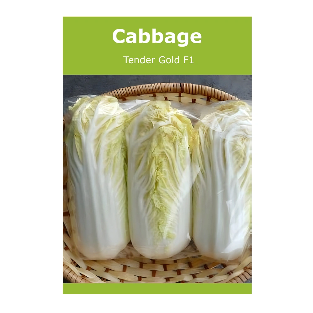 Cabbage Tender Gold F1 1 Cabbage Tender Gold F1