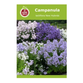 Campanula lactiflora New Hybrids