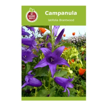Campanula latifolia Brantwood